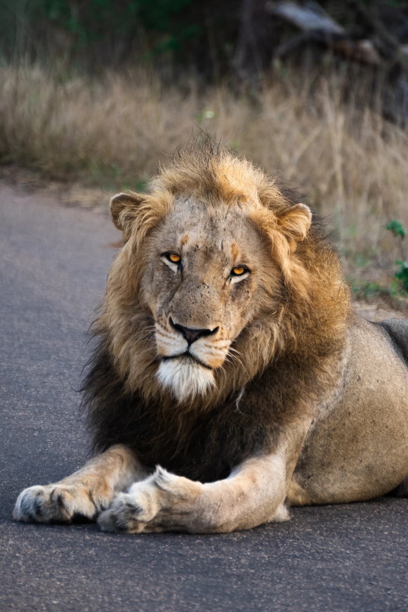 Sudafrica