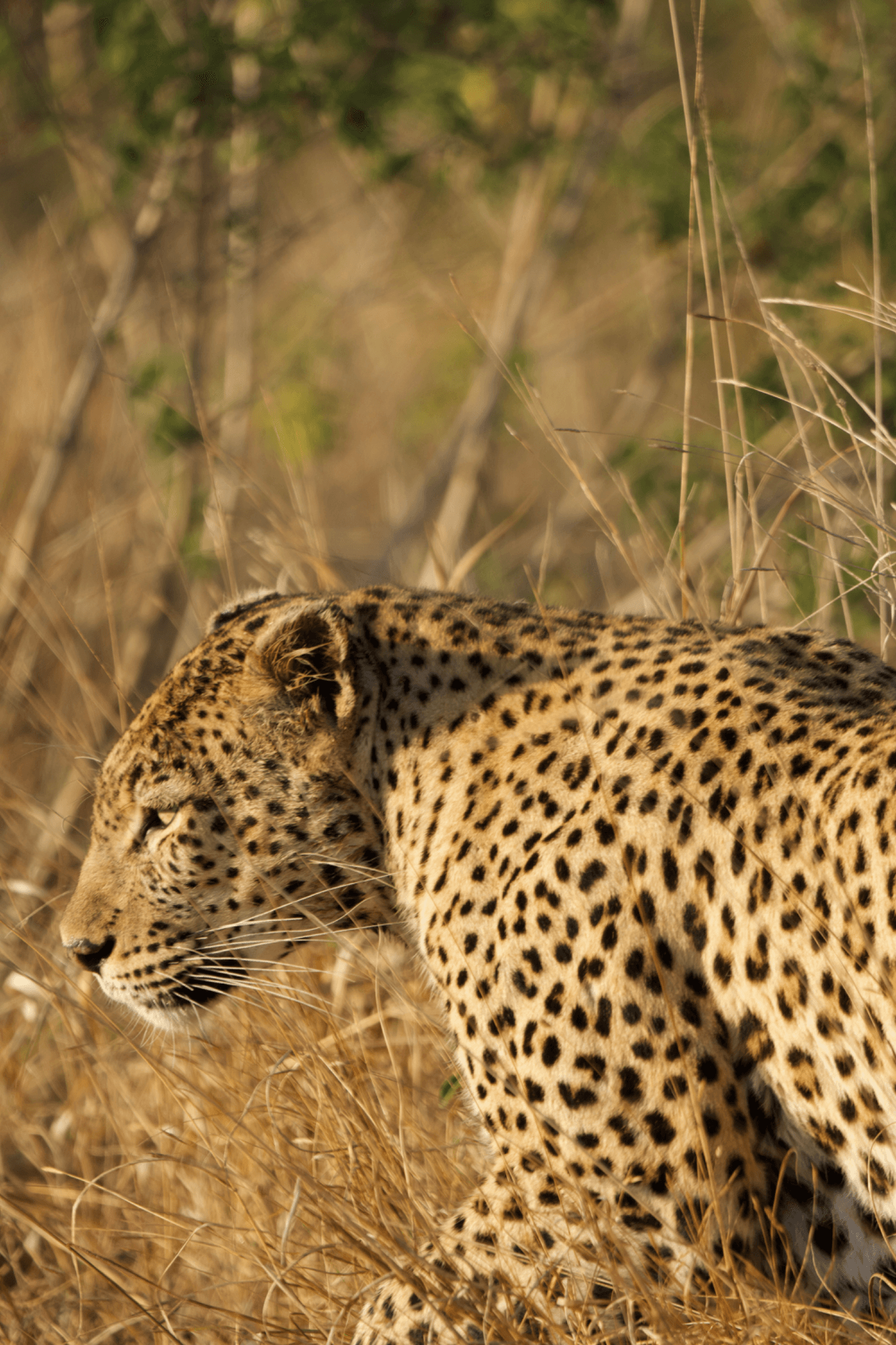 Sudafrica